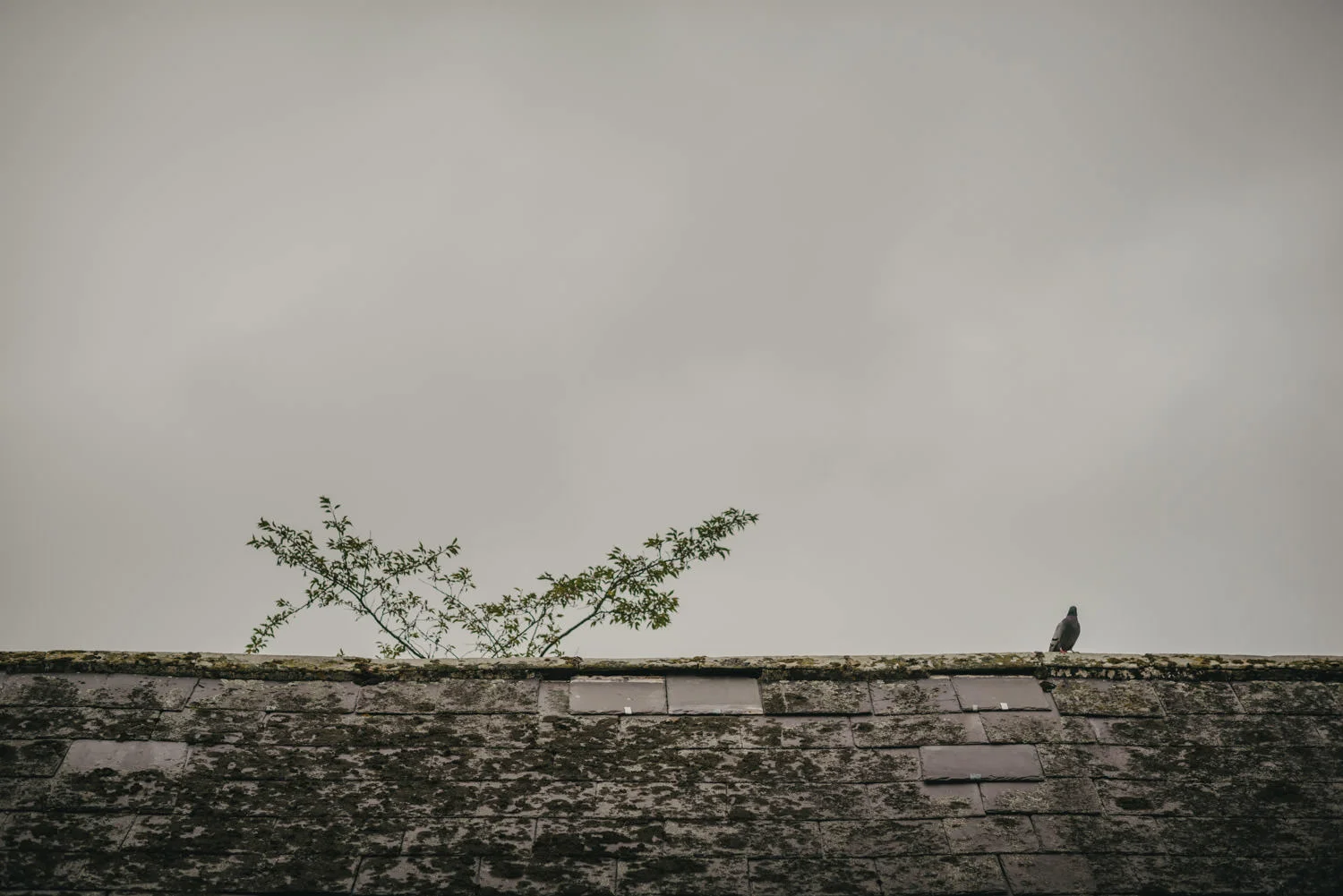  Northern Ireland Wedding Photographers Photography Kilruddery House and Gardens Wicklow Killruddery 