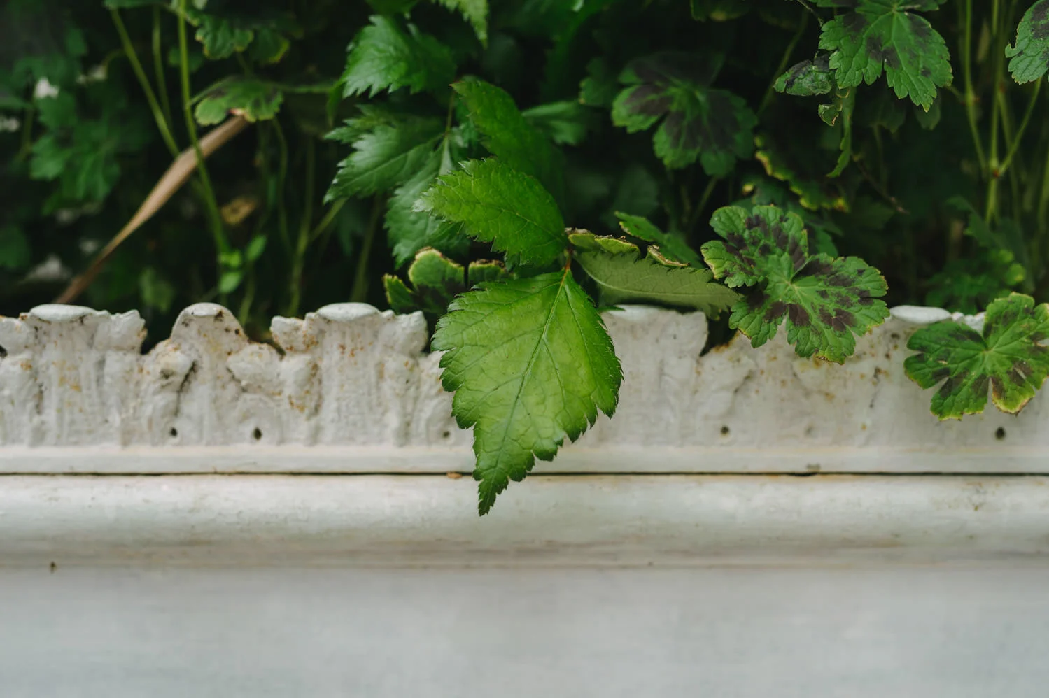  Northern Ireland Wedding Photographers Photography Kilruddery House and Gardens Wicklow Killruddery 