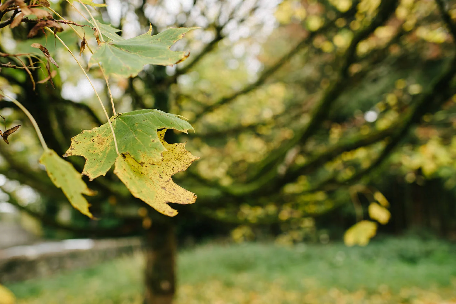  Larchfield Winter Wedding Photos, Belfast wedding photographers 