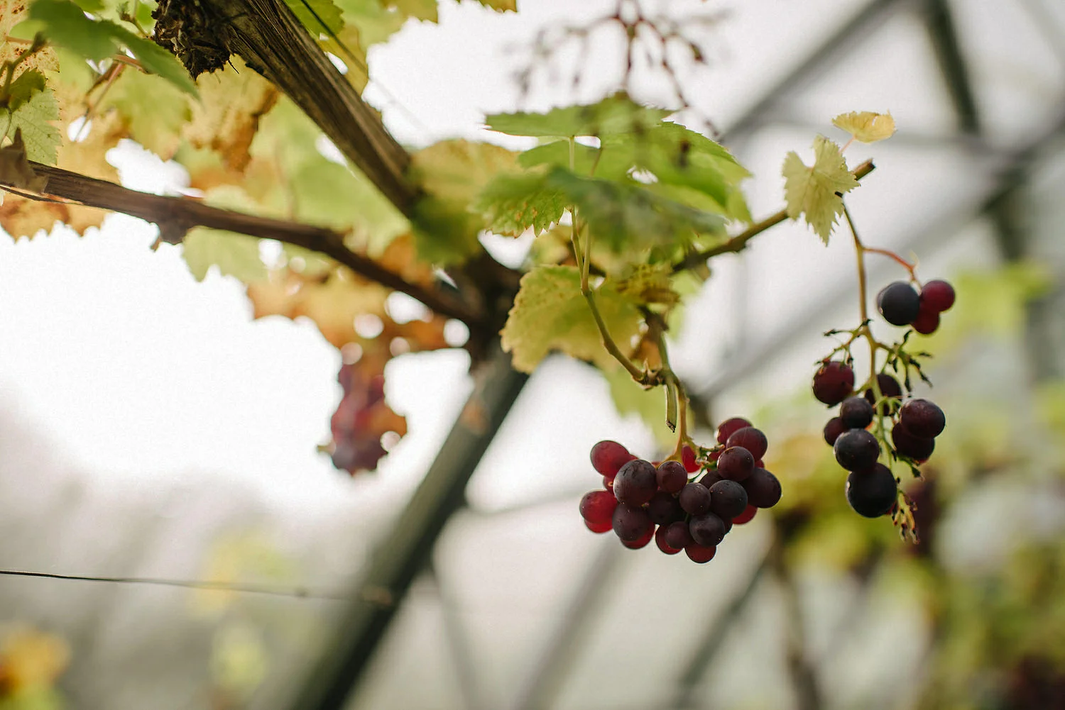  Larchfield Winter Wedding Photos, Belfast wedding photographers 