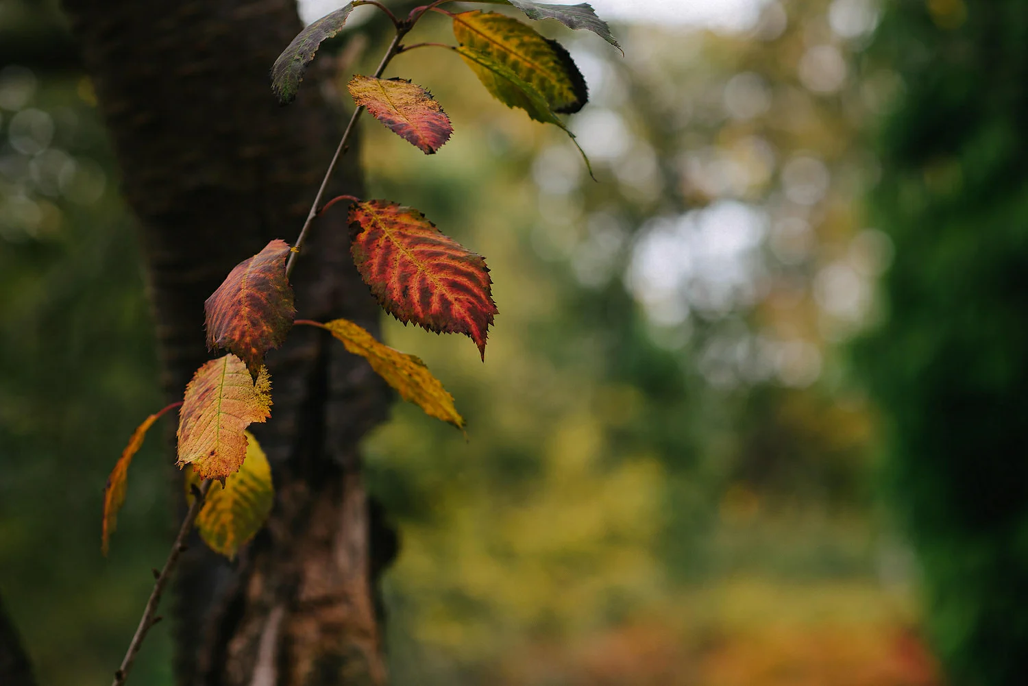  Larchfield Winter Wedding Photos, Belfast wedding photographers 