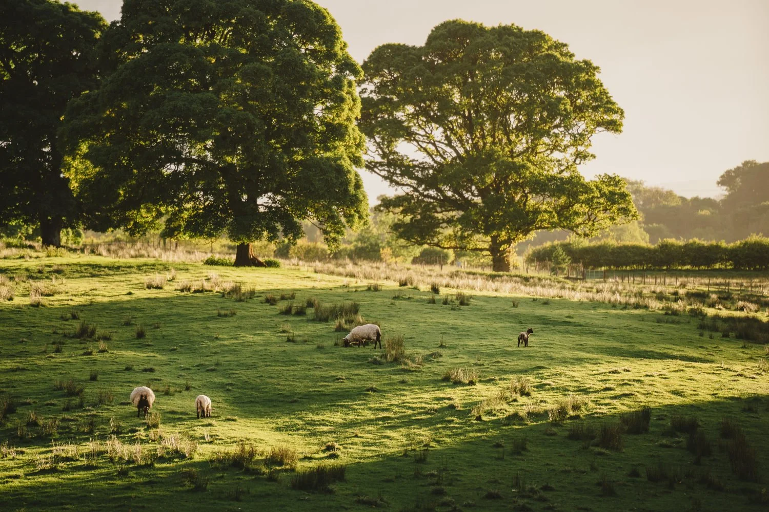  Triona and Riley’s wedding in the gorgeous Markree Castle and estate in County Sligo, Ireland.  Their Irish American wedding ceremony and reception were all in the Castle. 