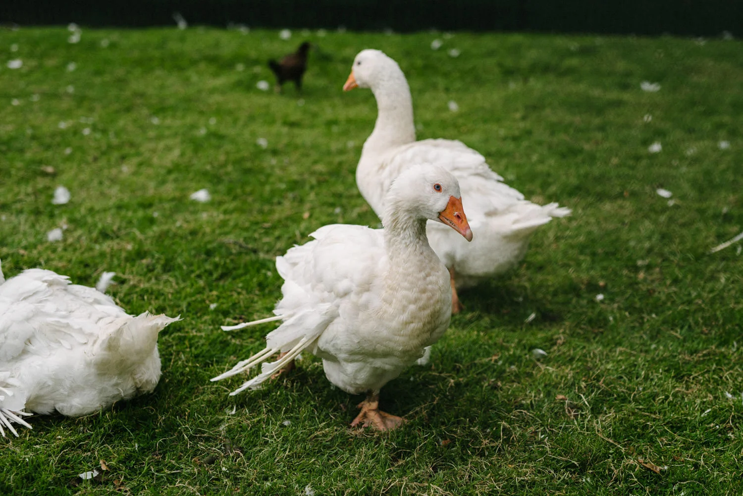  Wedding photography Northern Ireland Mary Catherine Cottage Mourne Mountains 