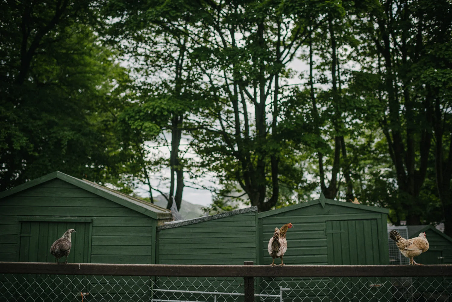  Wedding photography Northern Ireland Mary Catherine Cottage Mourne Mountains 