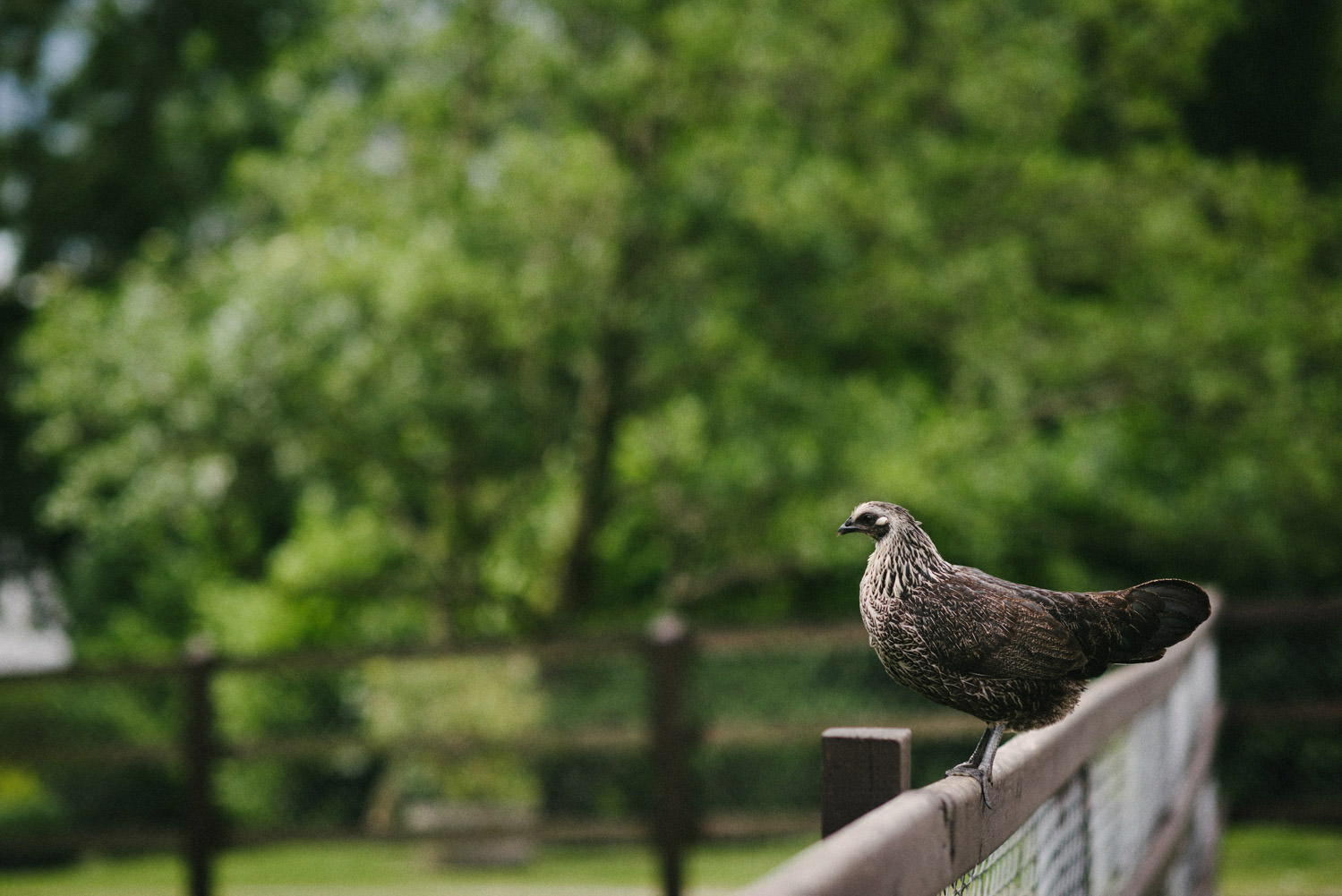  Wedding photography Northern Ireland Mary Catherine Cottage Mourne Mountains 