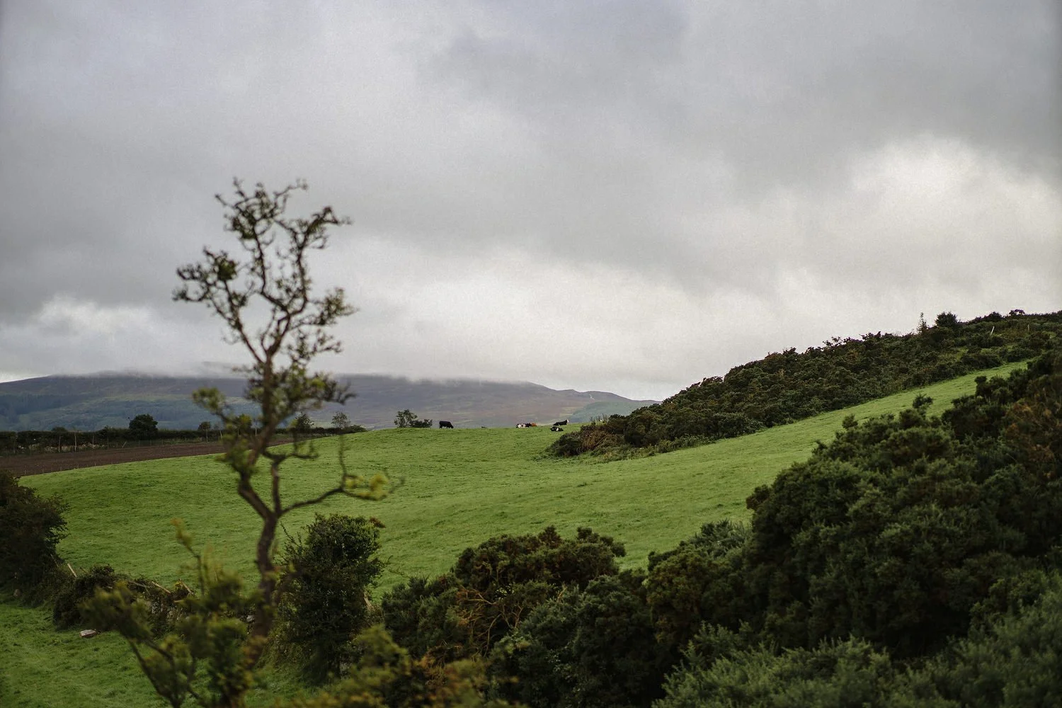 Newry Wedding Photographers 0015.JPG