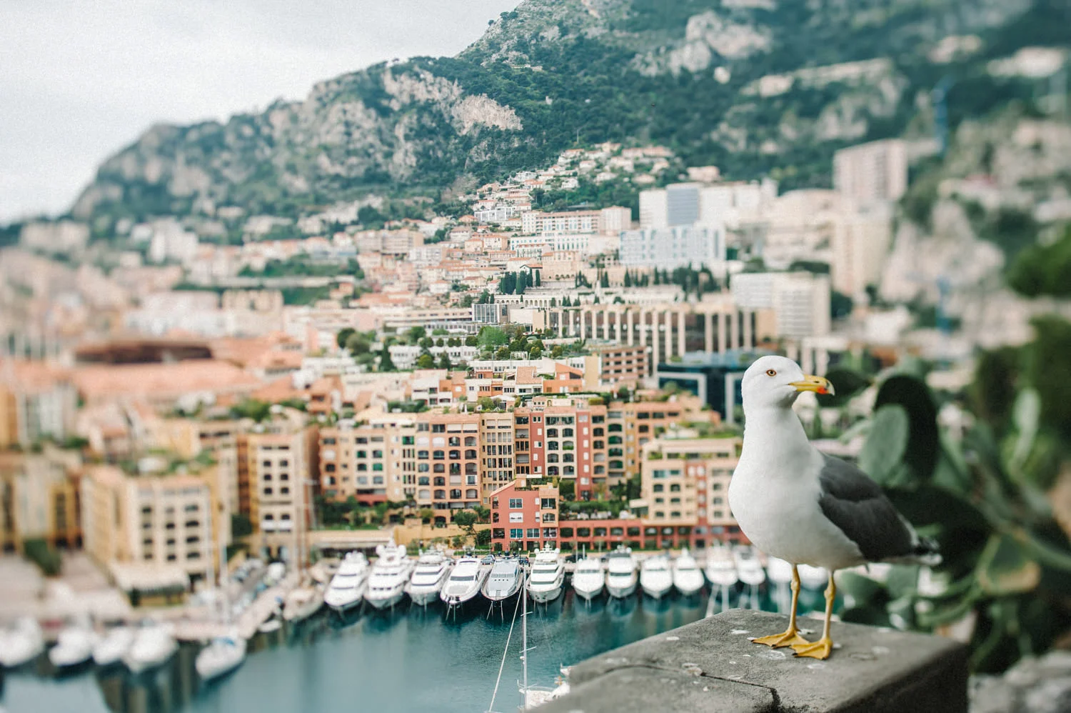  Monaco France | English speaking French wedding photographers 