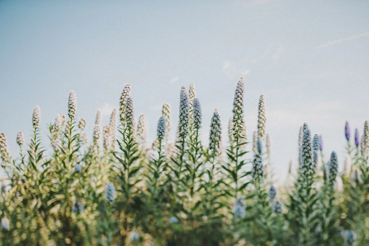  France Wedding Photographers | English speaking French wedding photographers 