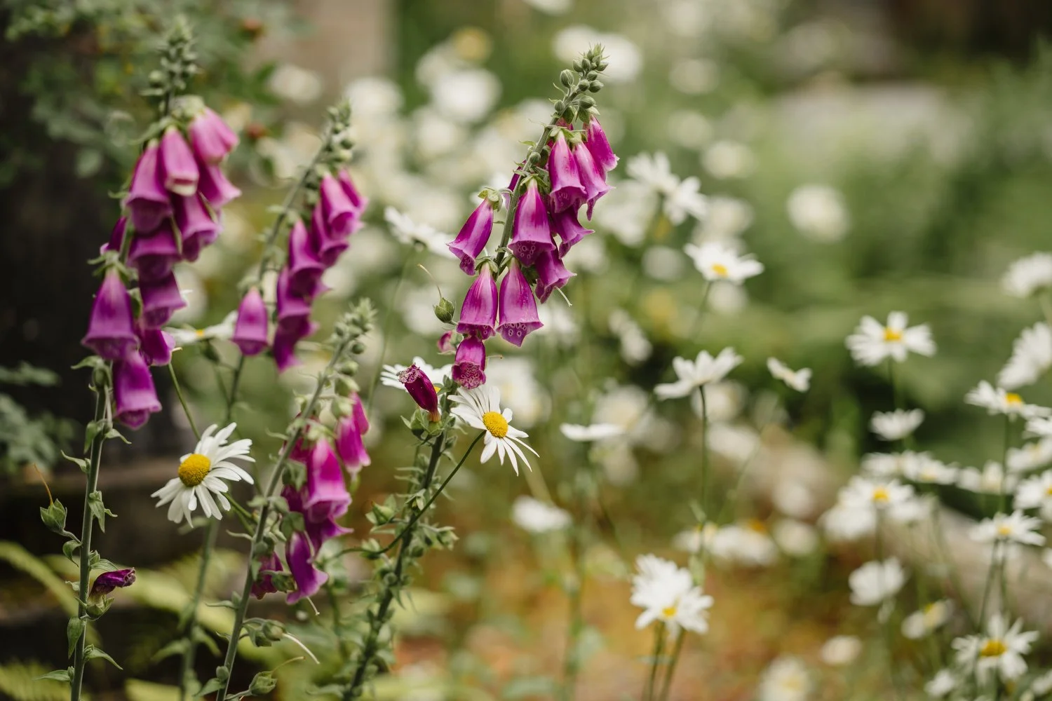 Old Court Strangford Wedding 011.JPG