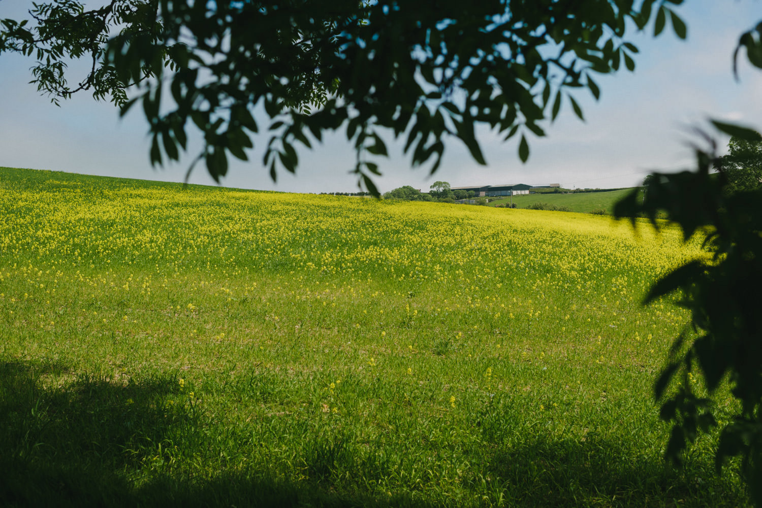  Orange Tree House Wedding Photography, Greyabbey Northern Ireland Photographers. 