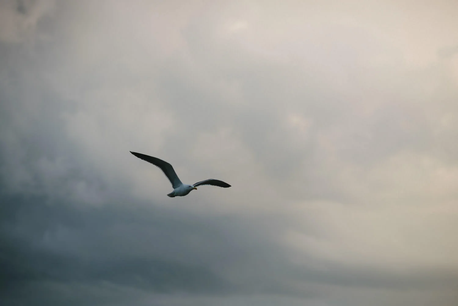  Orange Tree House Wedding Photography, Greyabbey Northern Ireland Photographers. 