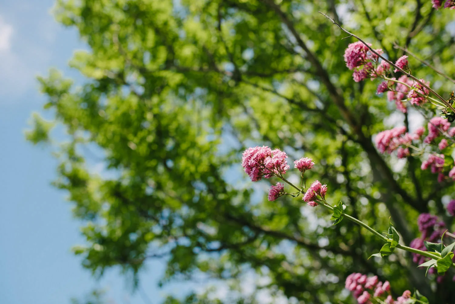  Orange Tree House Wedding Photography, Greyabbey Northern Ireland Photographers. 