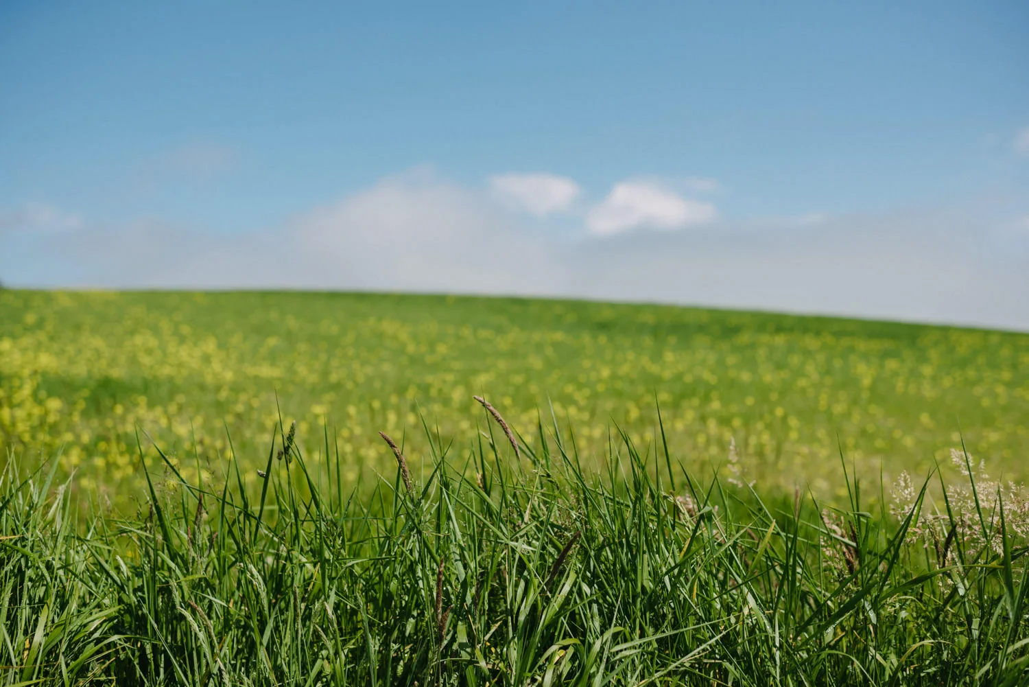  Orange Tree House Wedding Photography, Greyabbey Northern Ireland Photographers. 