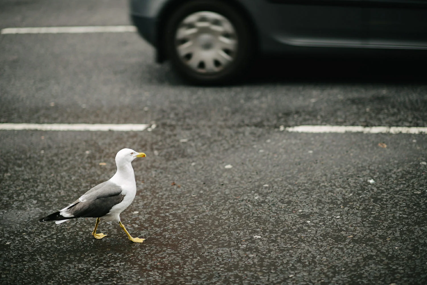  St. Malachy's Church George's Market Wedding Photos Belfast 