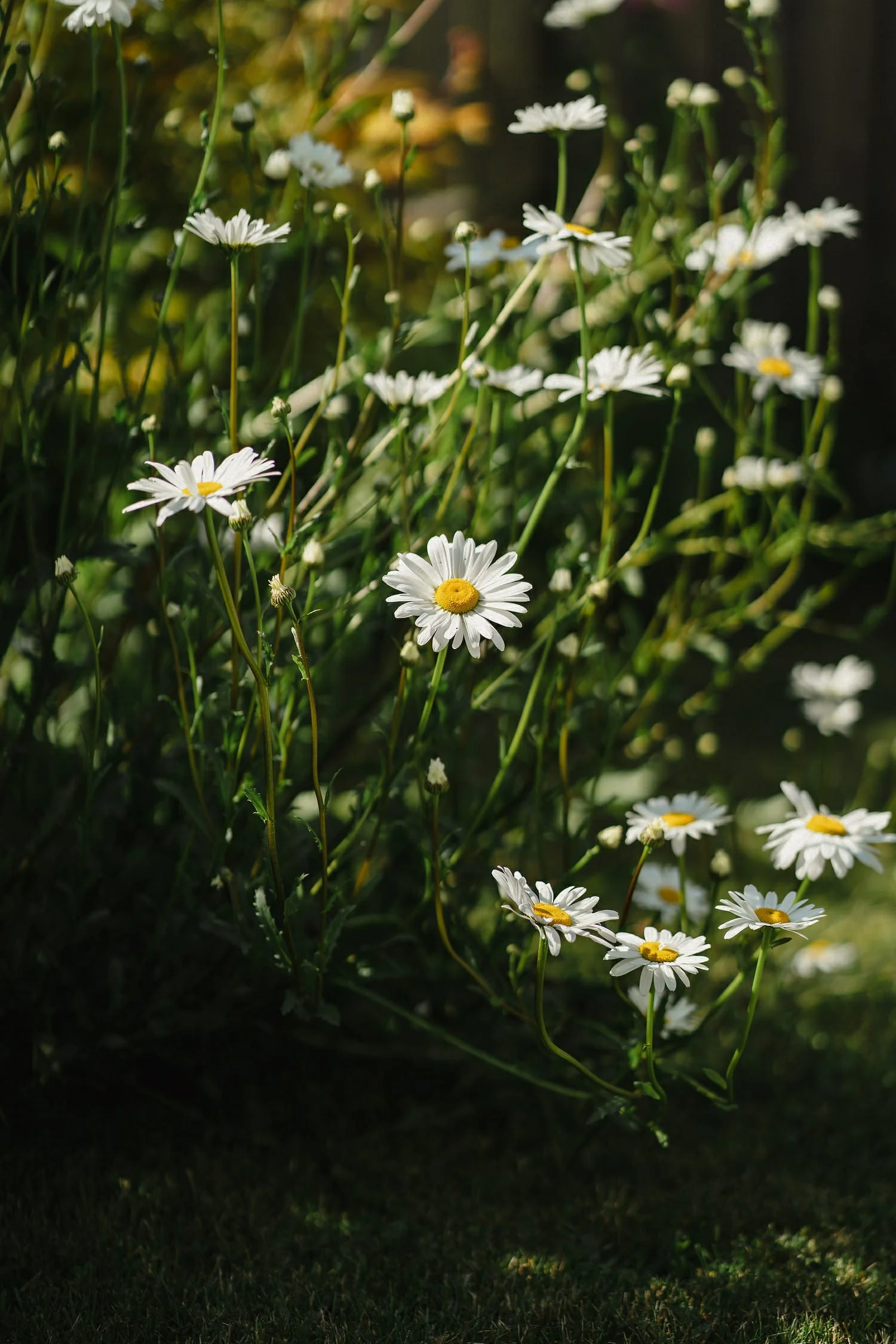 Tullyveery House Wedding Photos 002.JPG