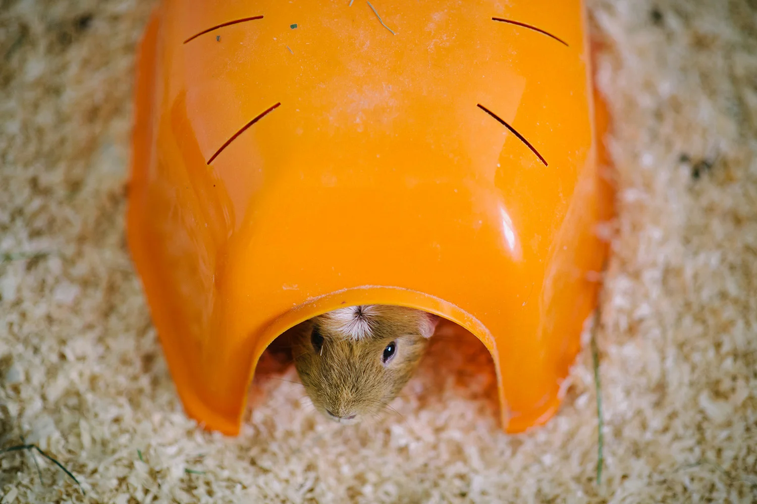 Alternative Wedding Photography Belfast Sara & Dan 010.JPG