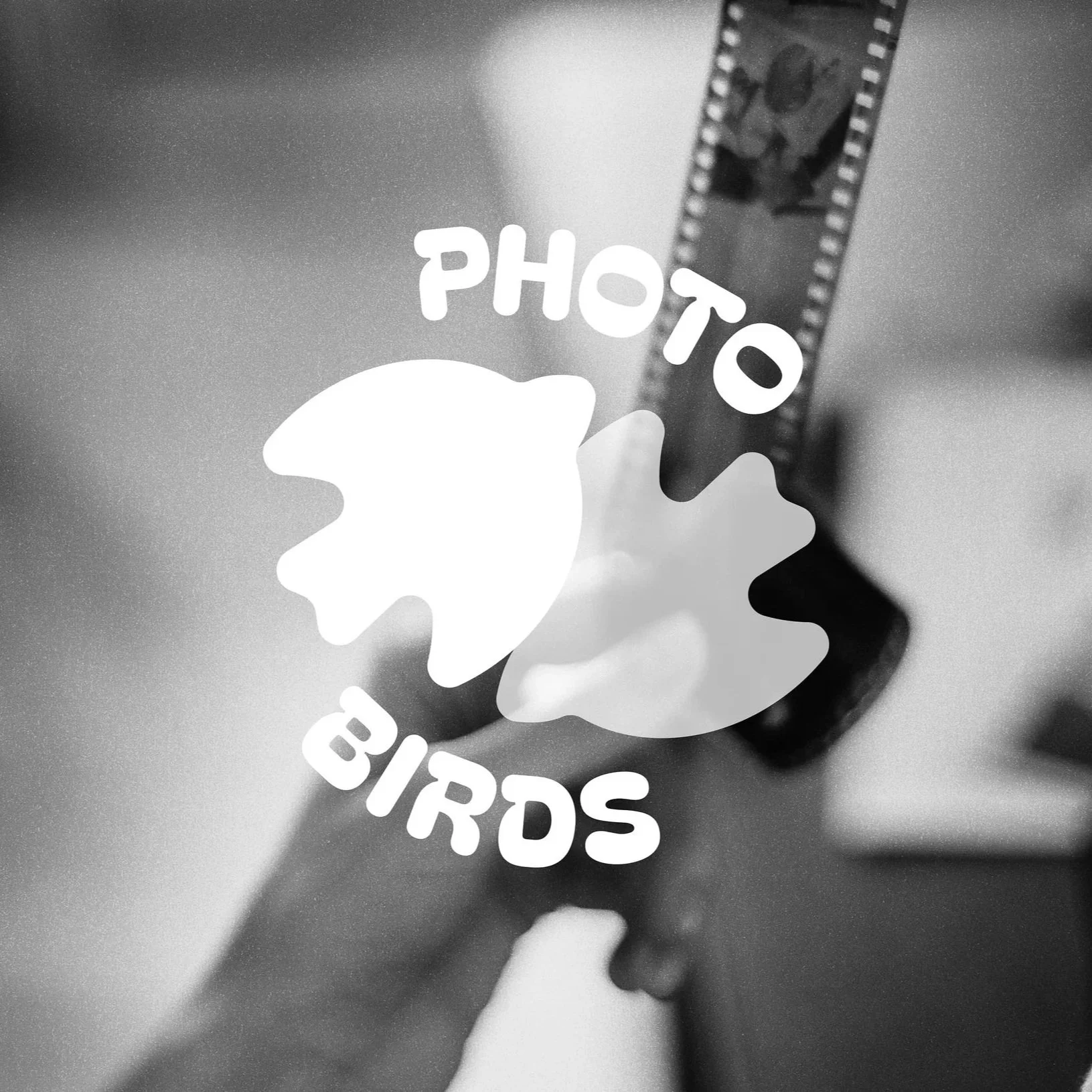 Photo Birds