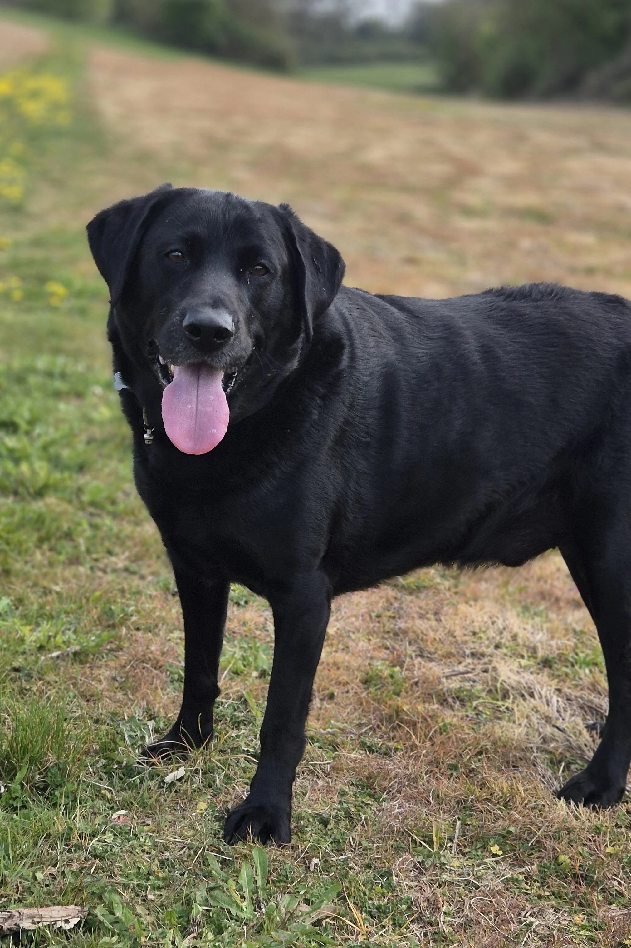 Dylan enjoying dog walk