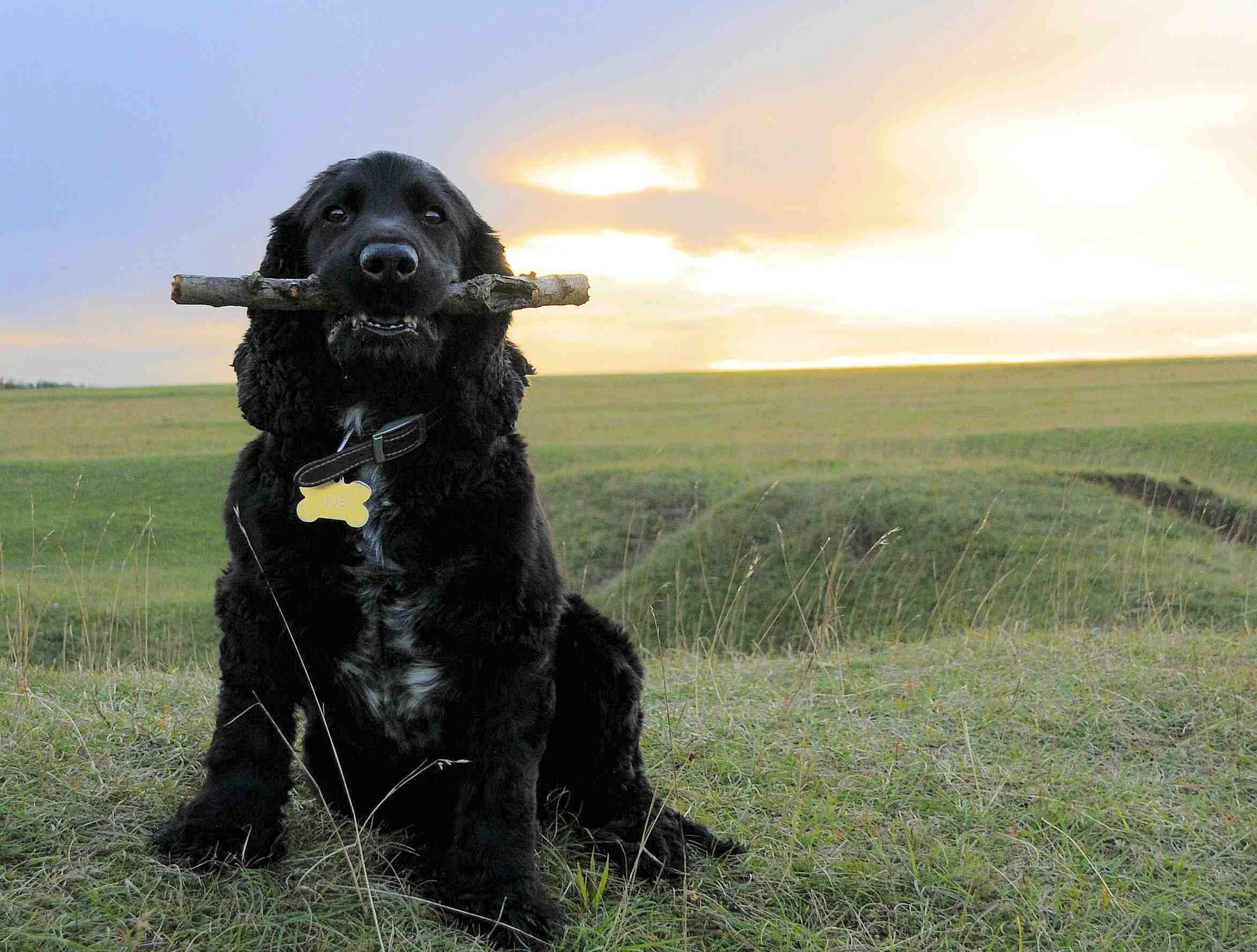 Minchdogs dog called Joe on Minchinhampton Common Gloucestershire