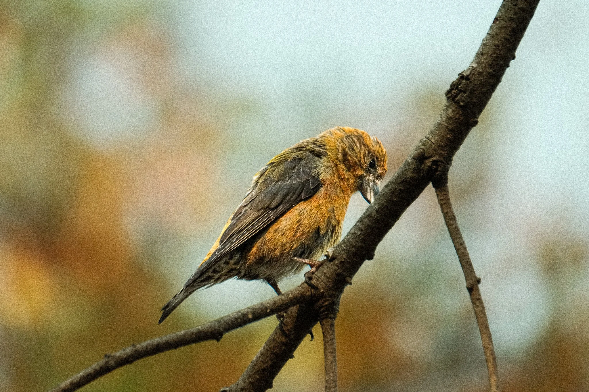 DSCF7731.jpg