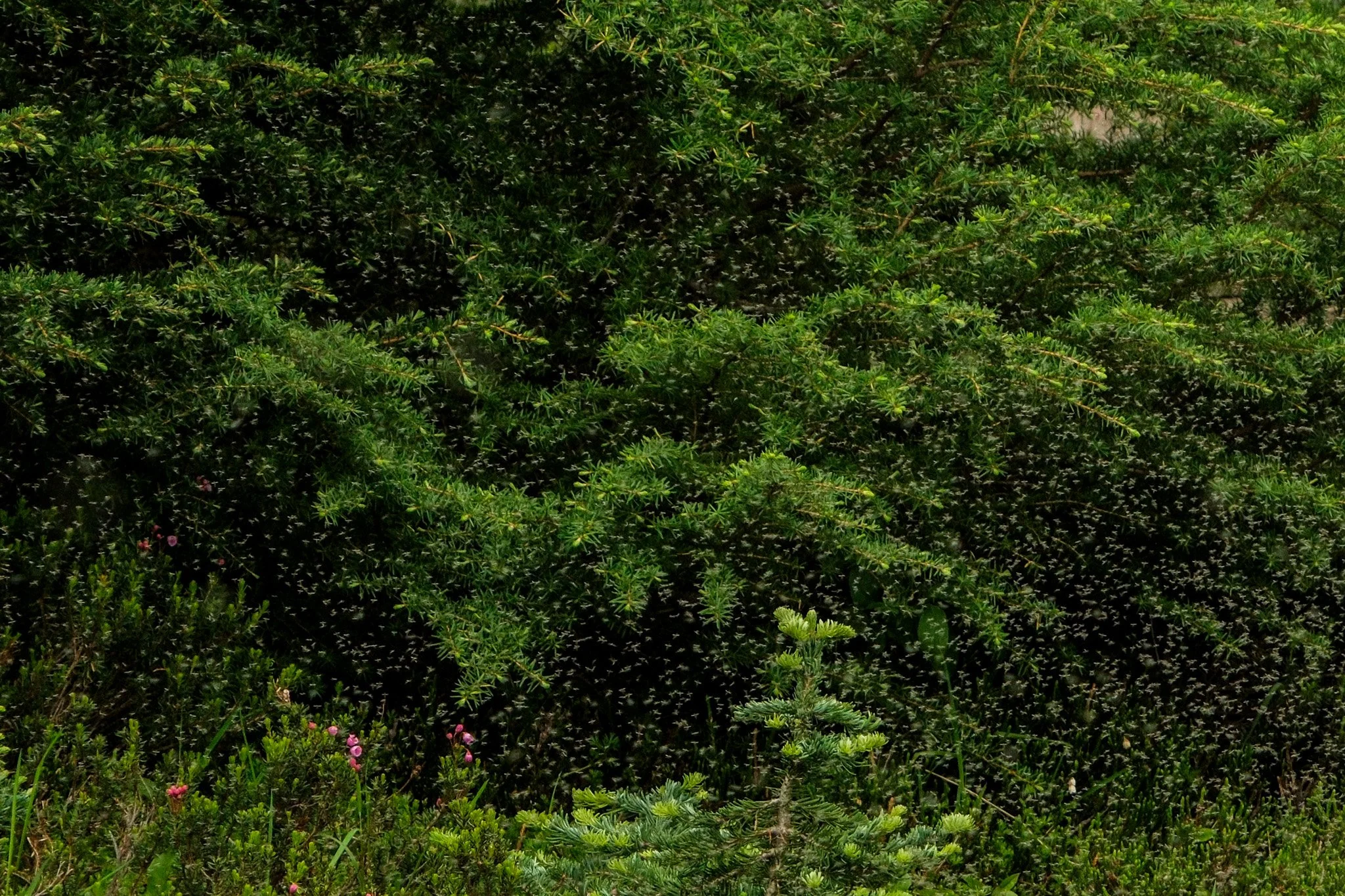 DSCF7465.jpg
