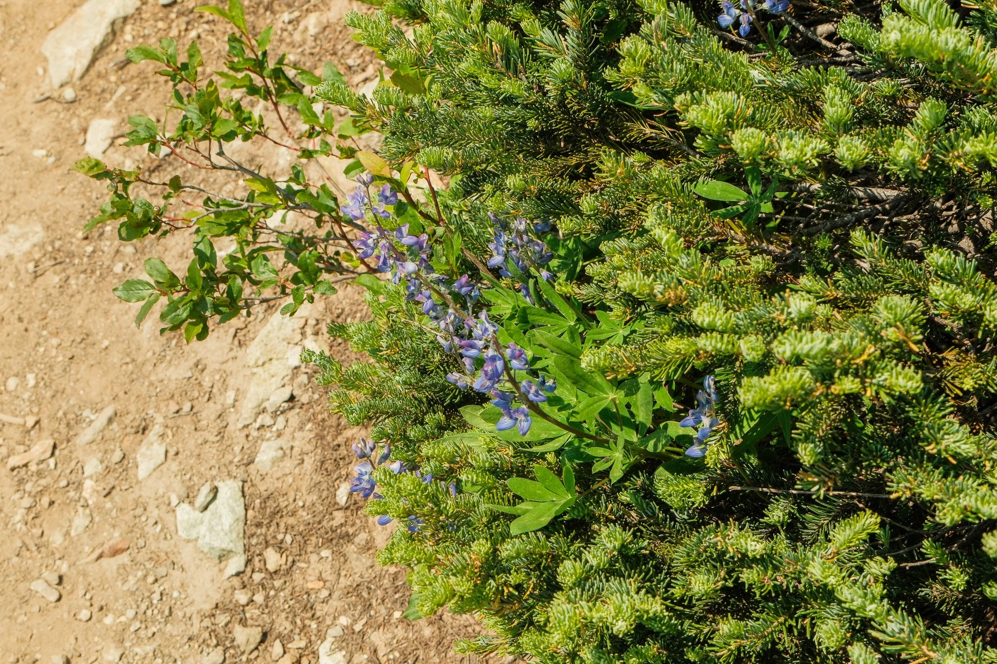 DSCF7164.jpg