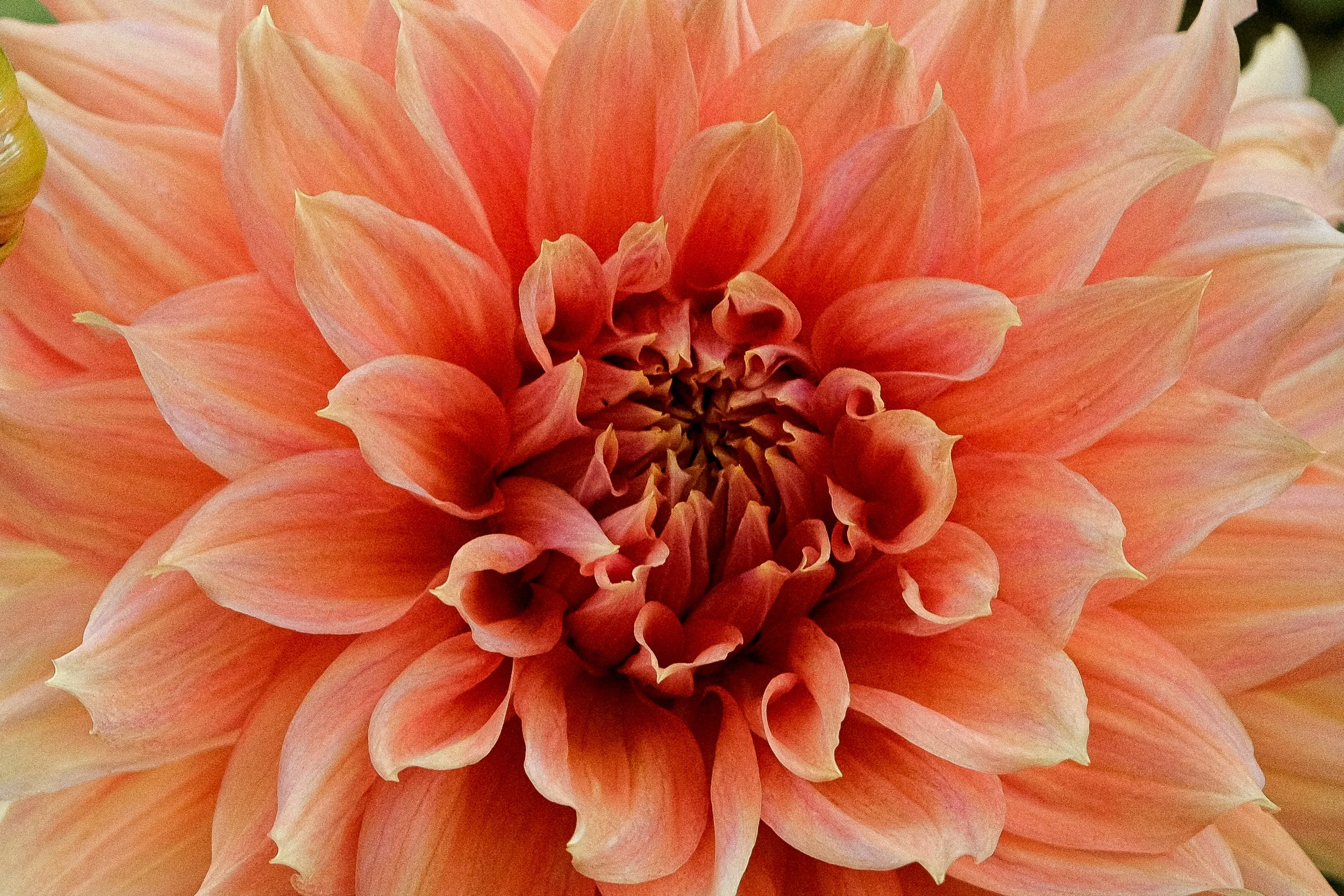 DSCF7320.jpg