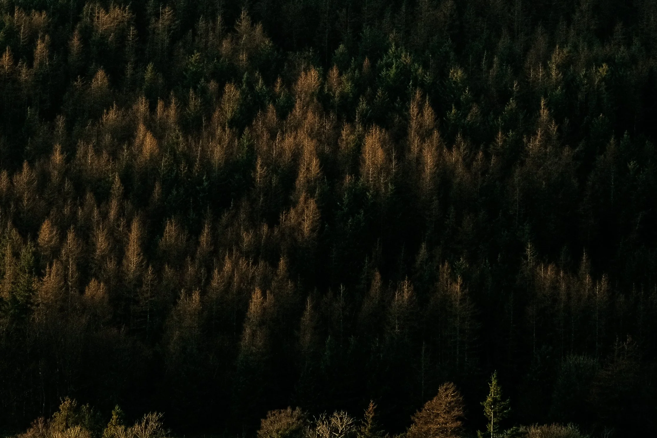 DSCF6558.jpg