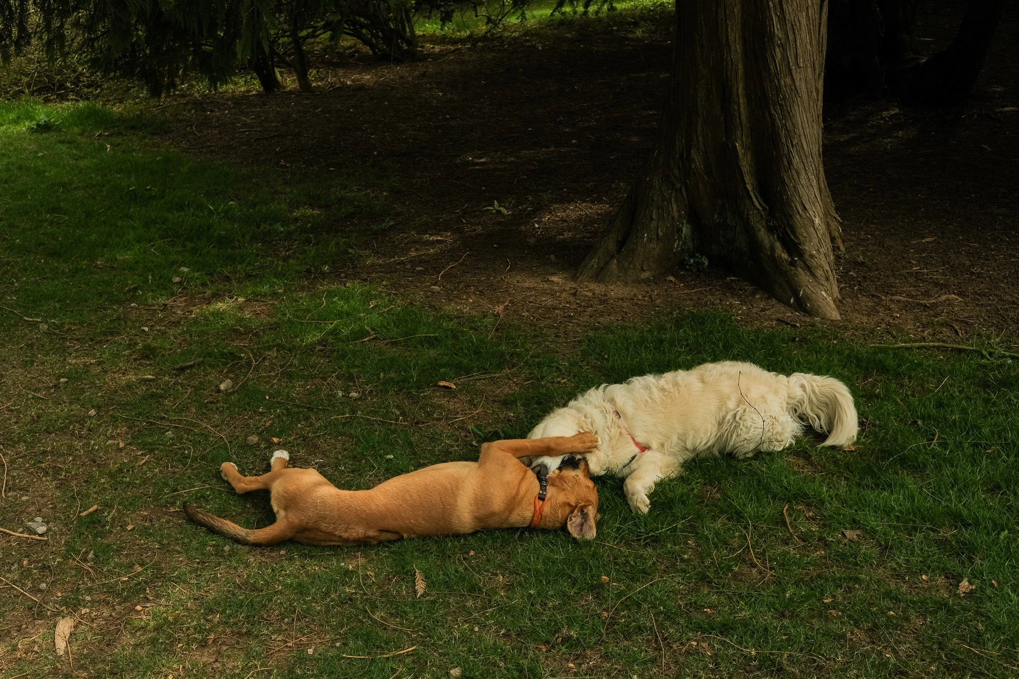 DSCF6920.jpg