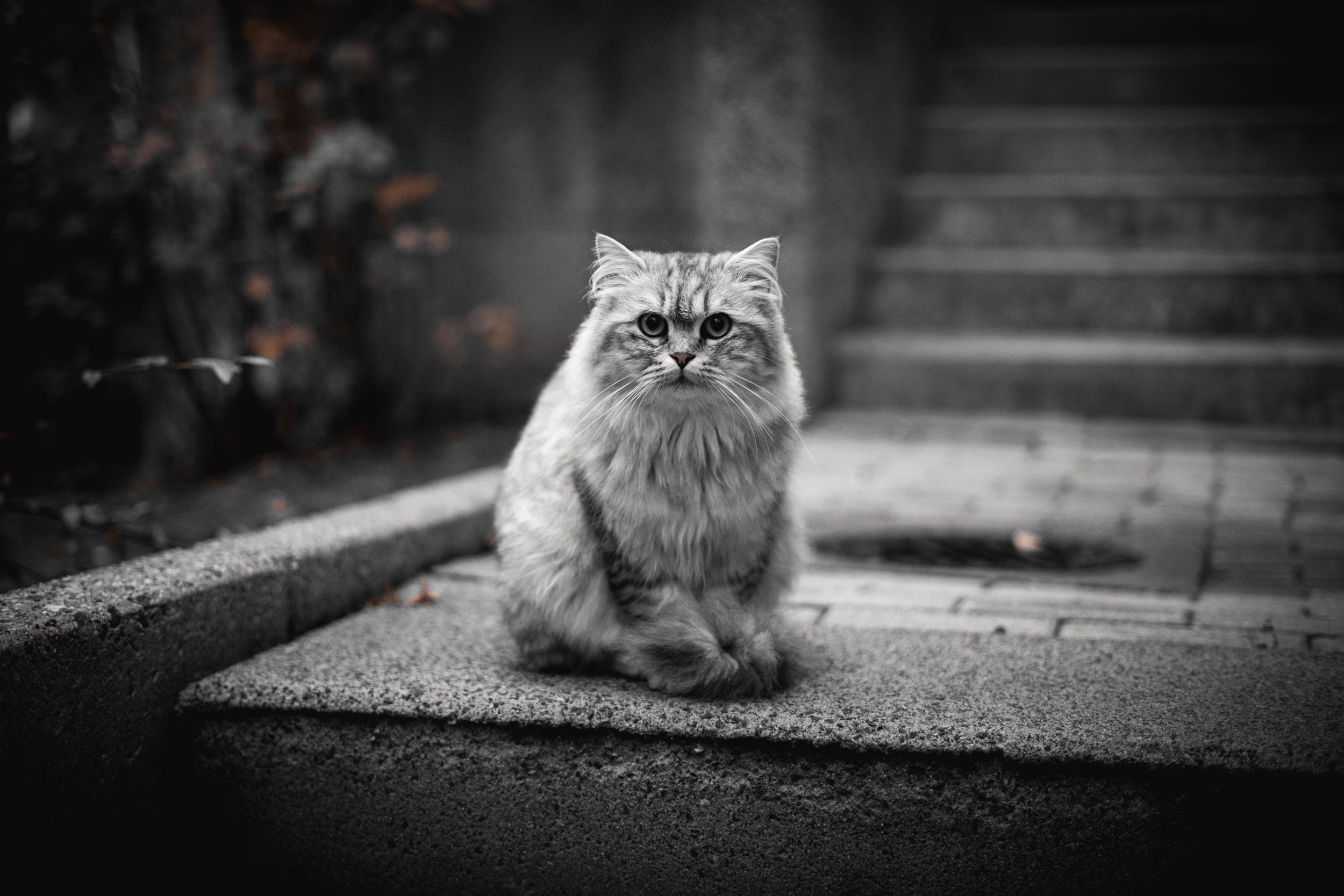 Schwarz-weiß-Foto einer Katze, die auf einem Stein sitzt, vor einer Treppe, mit dunklem Hintergrund.