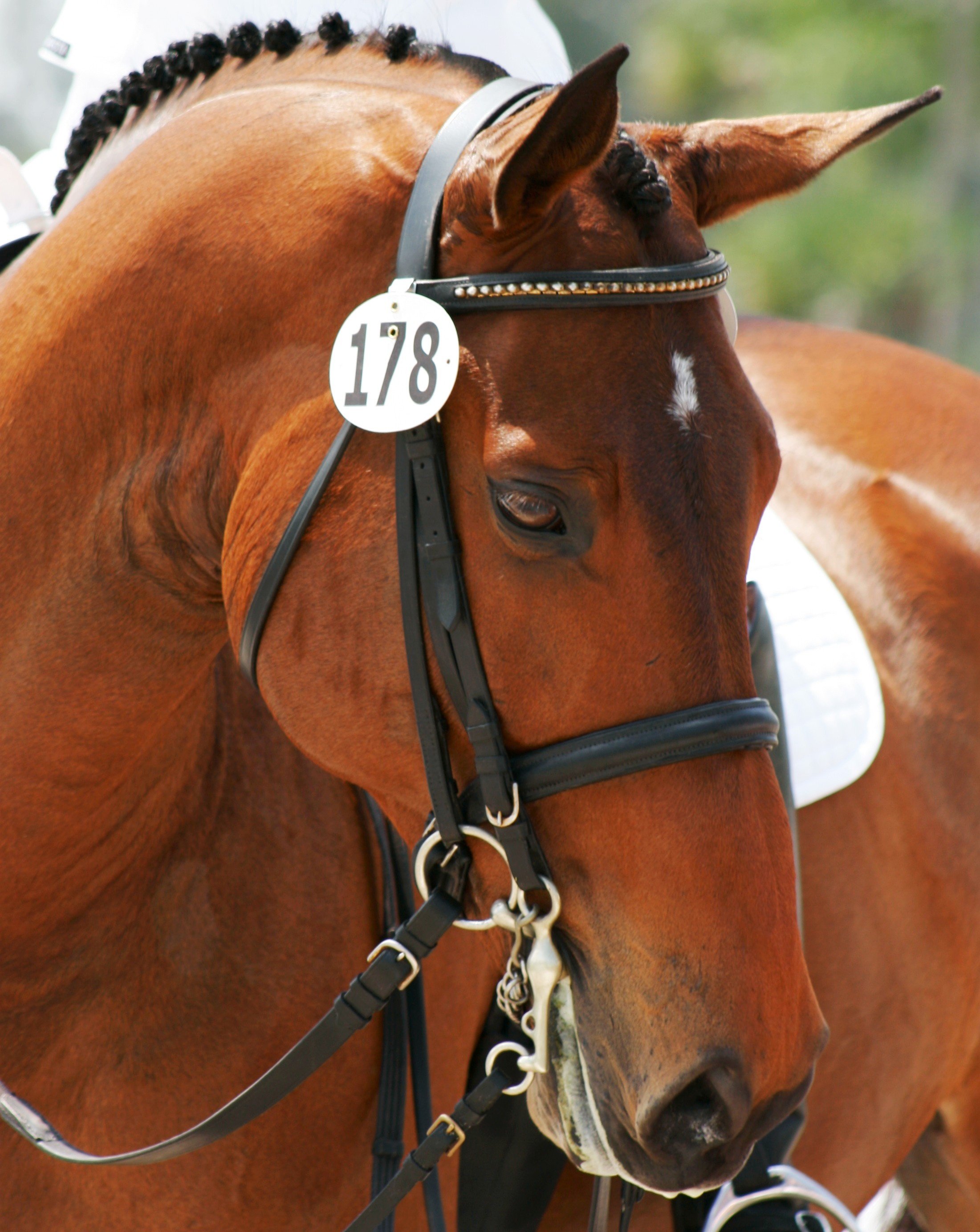 Close-up of a brown horse with a black bridle and a white identification tag labeled '178' on its head, outdoors.