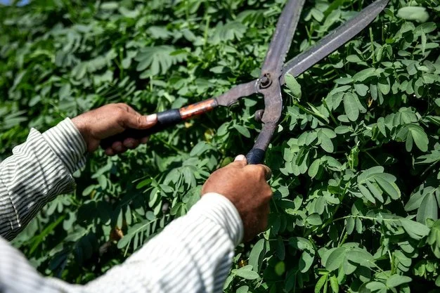 Tree & Shrub Maintenance Service