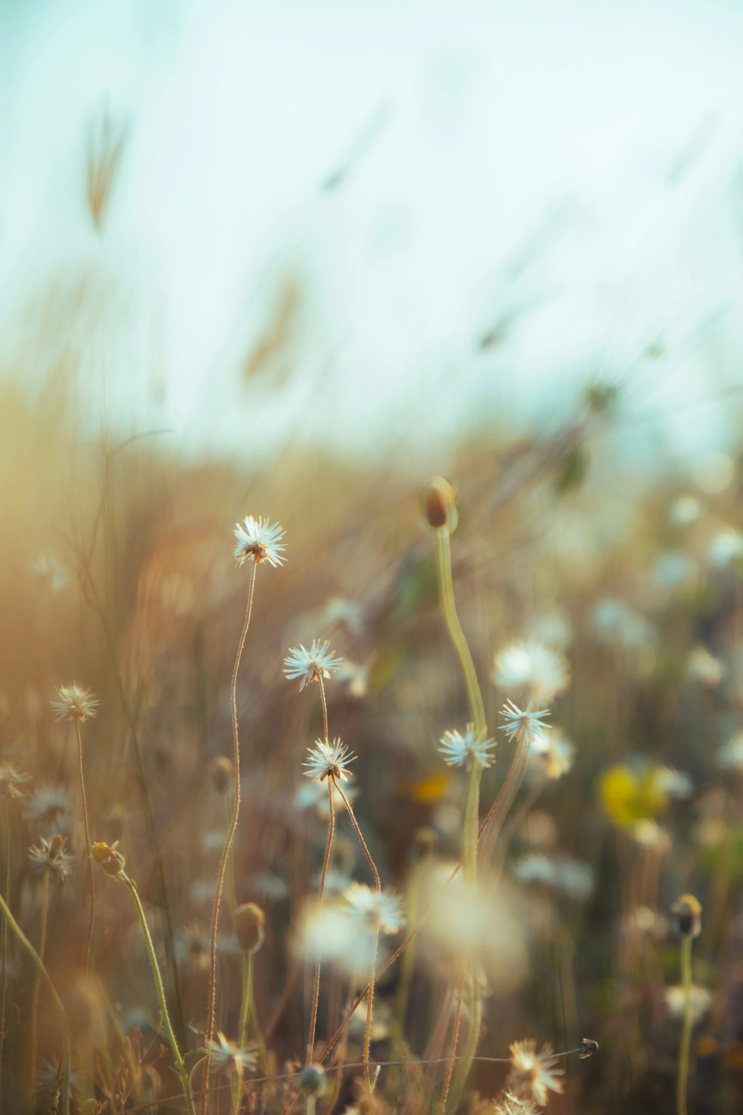 Close-up of small white flowers in a natural setting, with a blurred background of tall grass and warm sunlight.