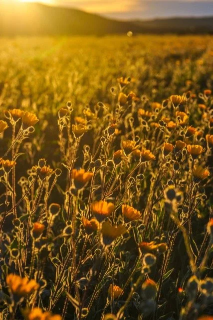 Wildflowers glowing in warm sunset light