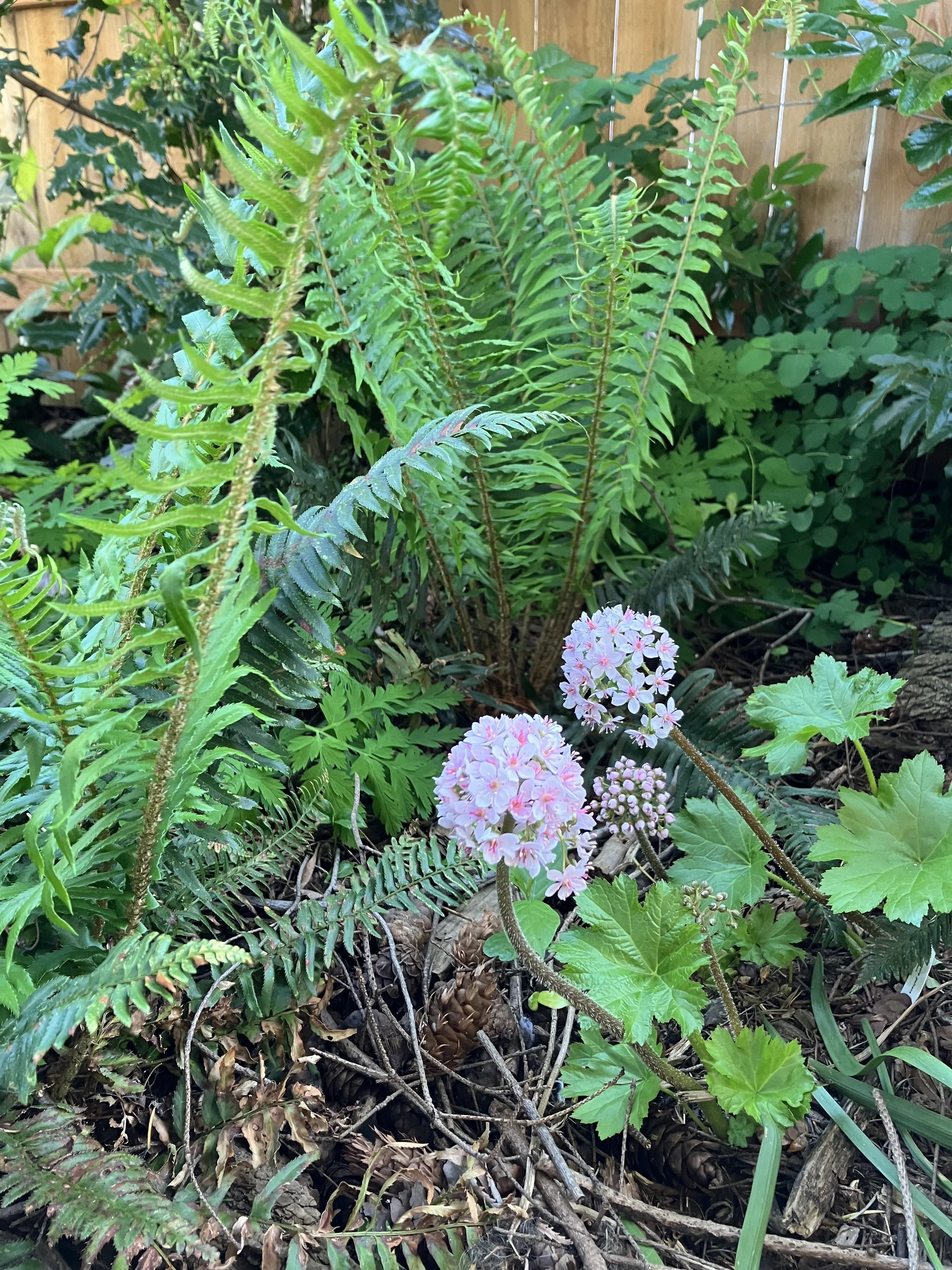 The garden has many plant textures so as to create interest in every part of the garden. Here the flower and large leaves of Indian Rhubarb contrast to the foliage of Sword Fern.