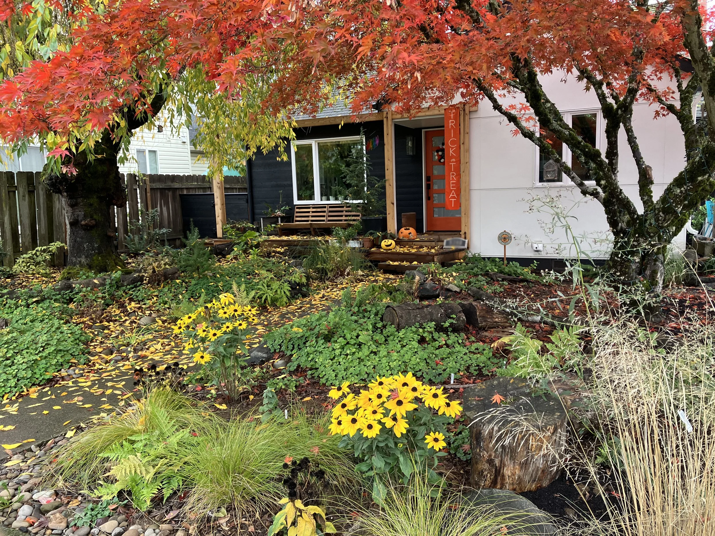 It was a goal of the garden for there to be color and interest year-round so many of the species are evergreen while other flower at different times of the year. The existing trees put on a dramatic fall color display in autumn.