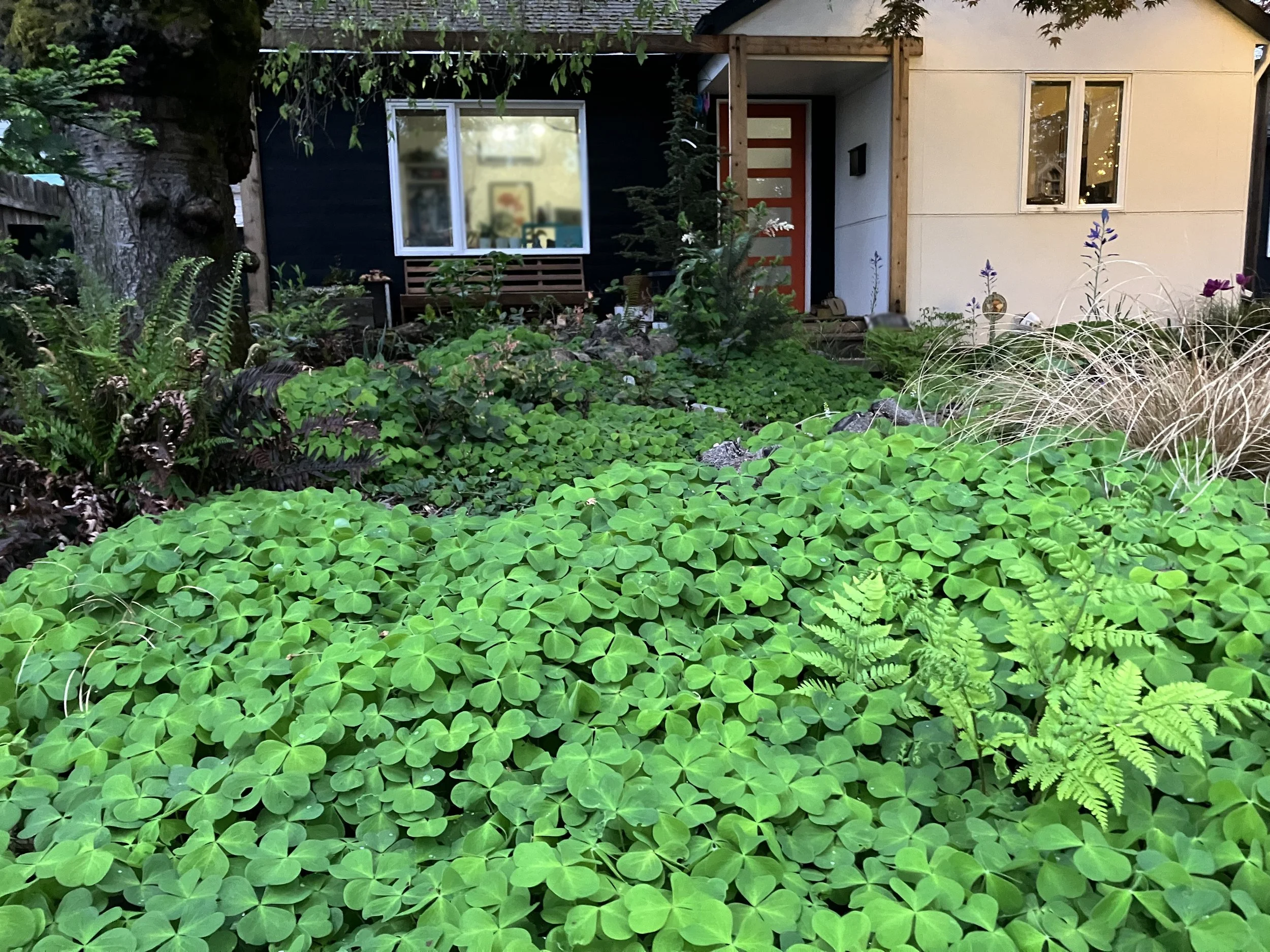 Oxalis is the dominant groundcover in the garden create a nice backdrop for all the other plants. Oxalis was also chosen because it stays green most of the year.