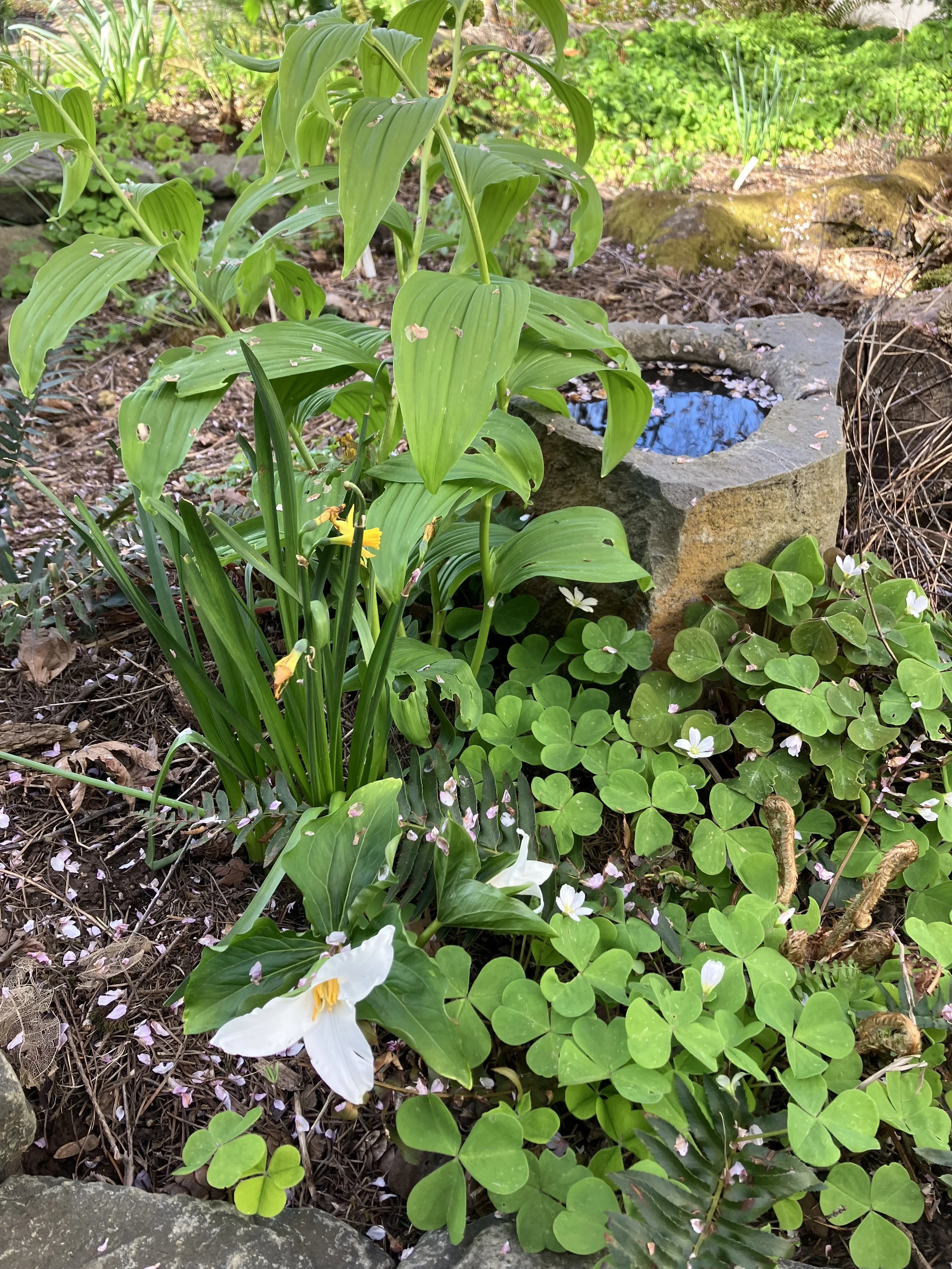 Many trillium were sprinkled throughout the garden and provide flowers in early spring.