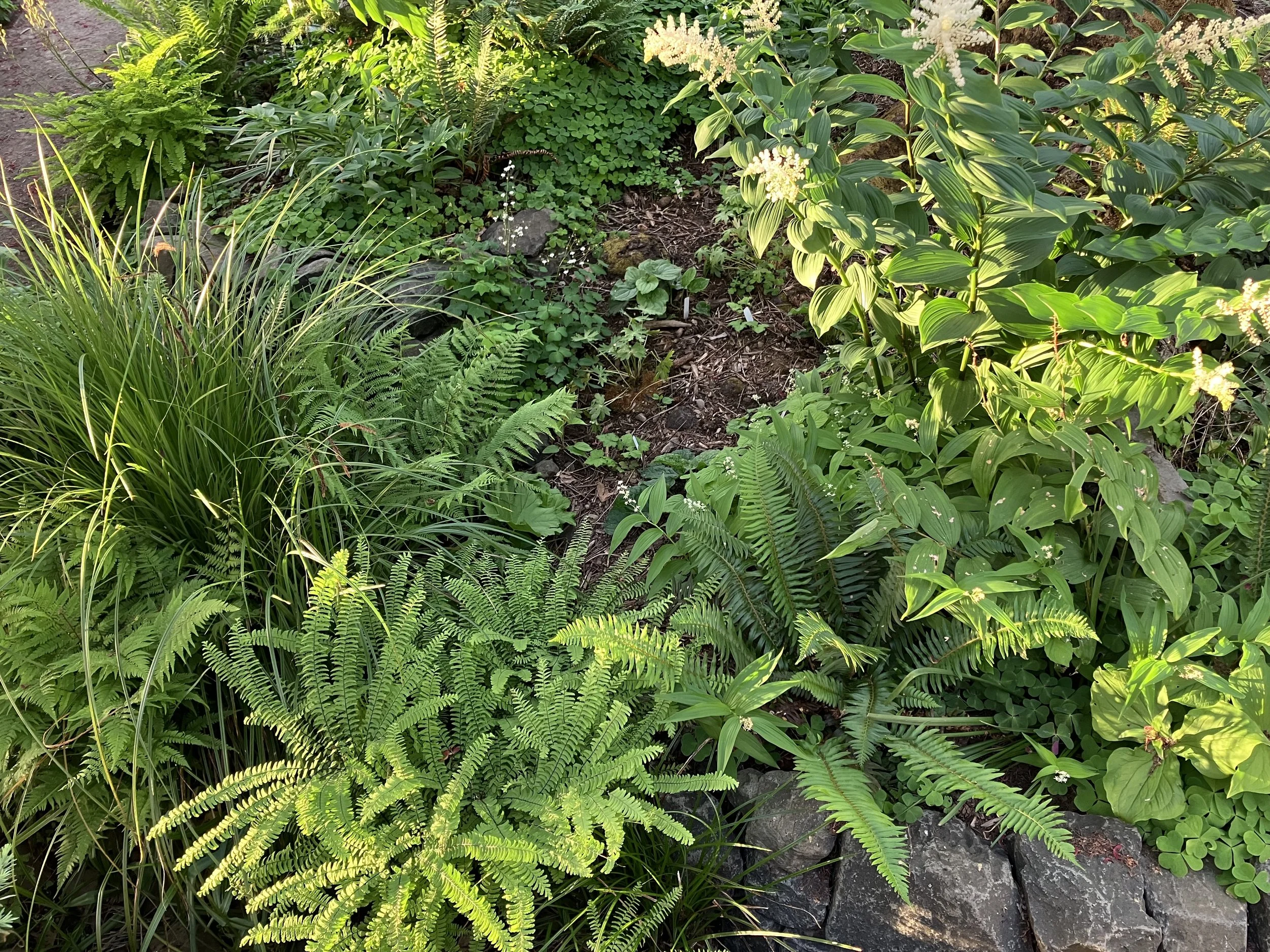 Many species of ferns cover the garden including Lady Fern, Sword Fern, Deer Fern, and Maidenhair Fern.