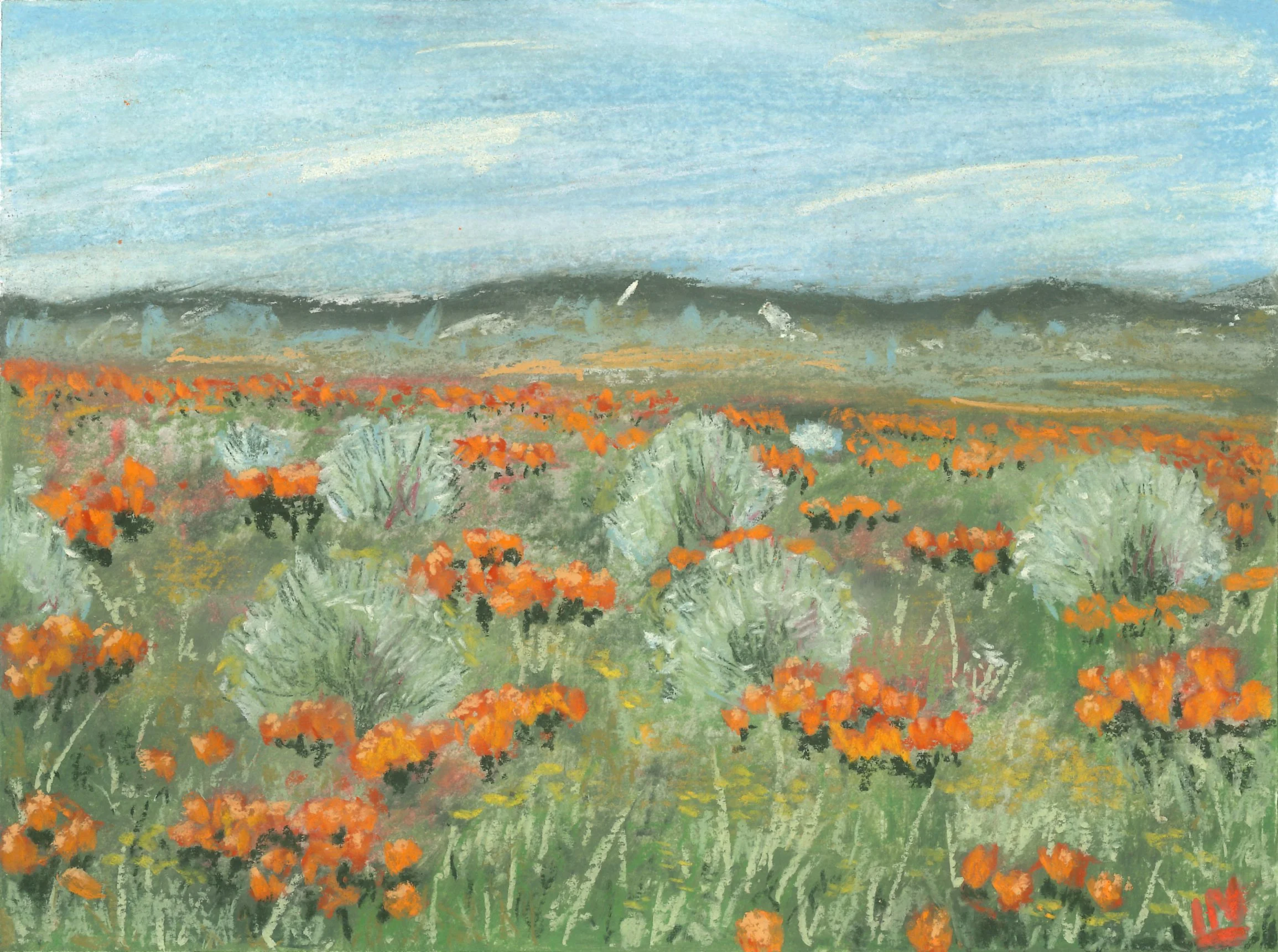 California Poppy Field