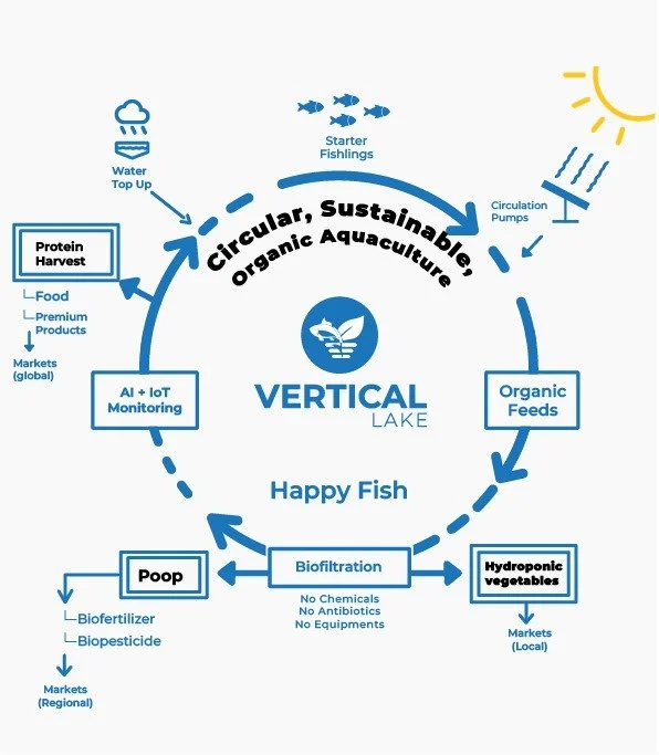 Diagram of circular, sustainable, organic aquaculture at Vertical Lake featuring starter fishlings, organic feeds, hydroponic vegetables, biofiltration, and protein harvest, illustrating a closed-loop system for healthy fish and market products.