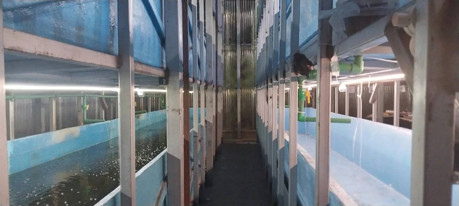 Aquaculture tanks with water, metal framing, and green piping in an indoor facility.