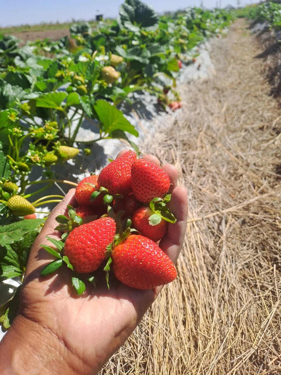 Person holding freshly picked strawberries in his hand on a strawberry farm with green plants and strawberries growing in the background.