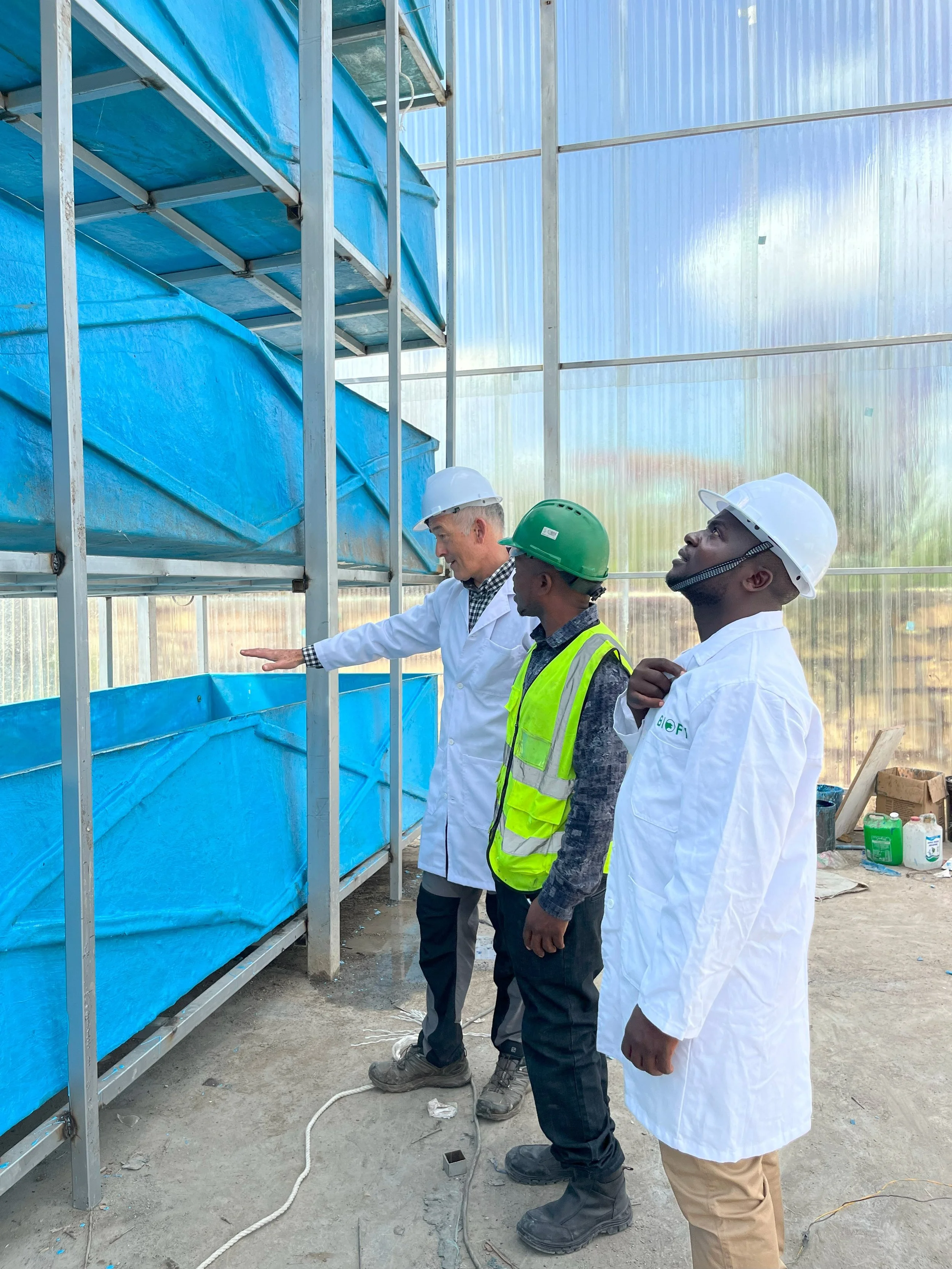 Three men in safety helmets and lab coats standing inside a greenhouse, observing and discussing the blue containers or plant beds.