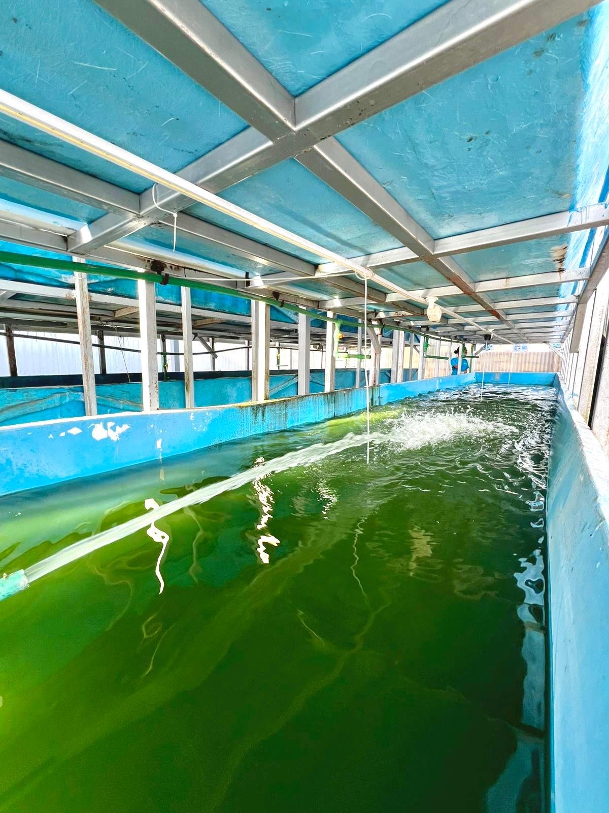A fish tank with green water inside, located under a metal and plastic roof structure in an enclosed space.