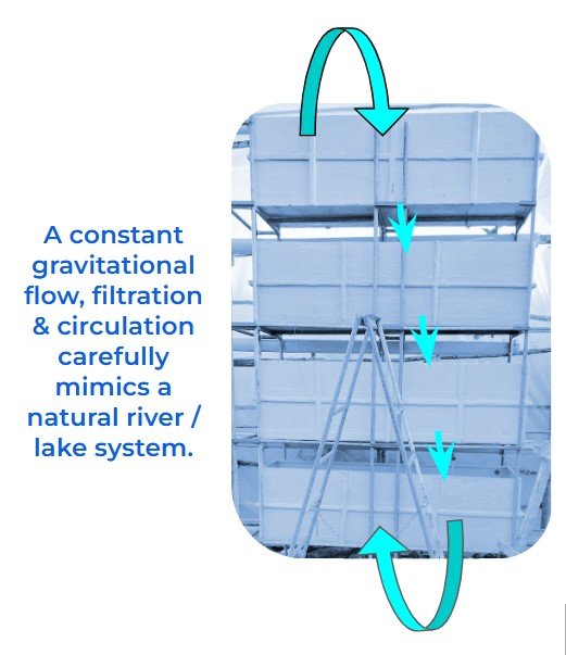 Diagram of a water filtration system showing water flow with arrows, mimicking a natural river or lake system constant circulation and flow, with a caption about maintaining constant gravitational flow for filtration and circulation.