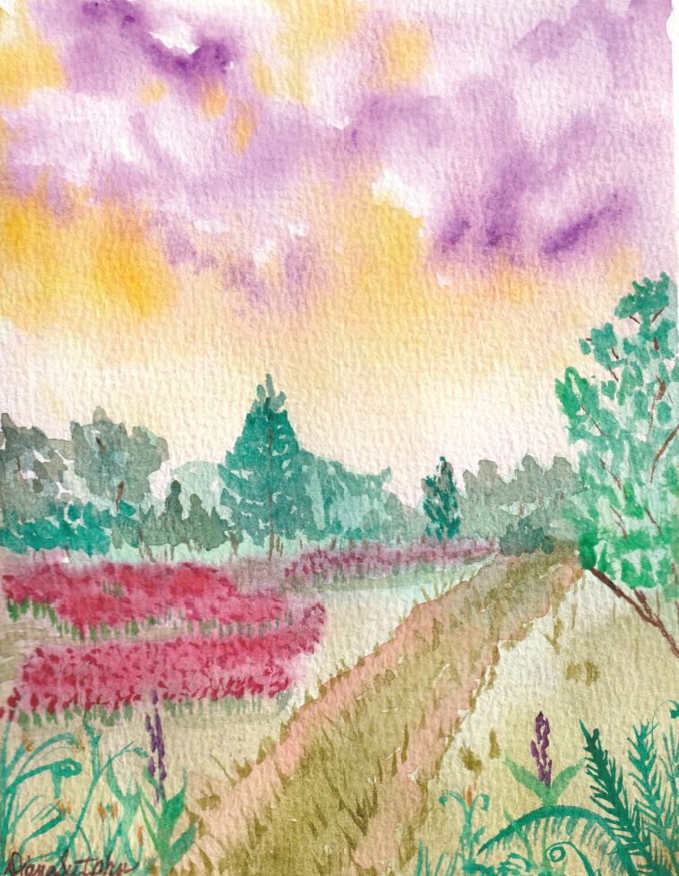 Flower Fields
