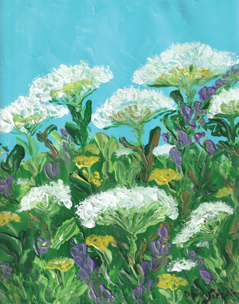 Field of Queen Anne's Lace