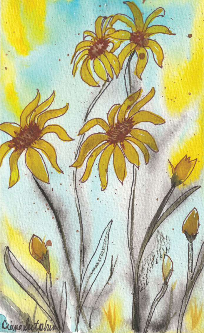 Black Eyed Susans