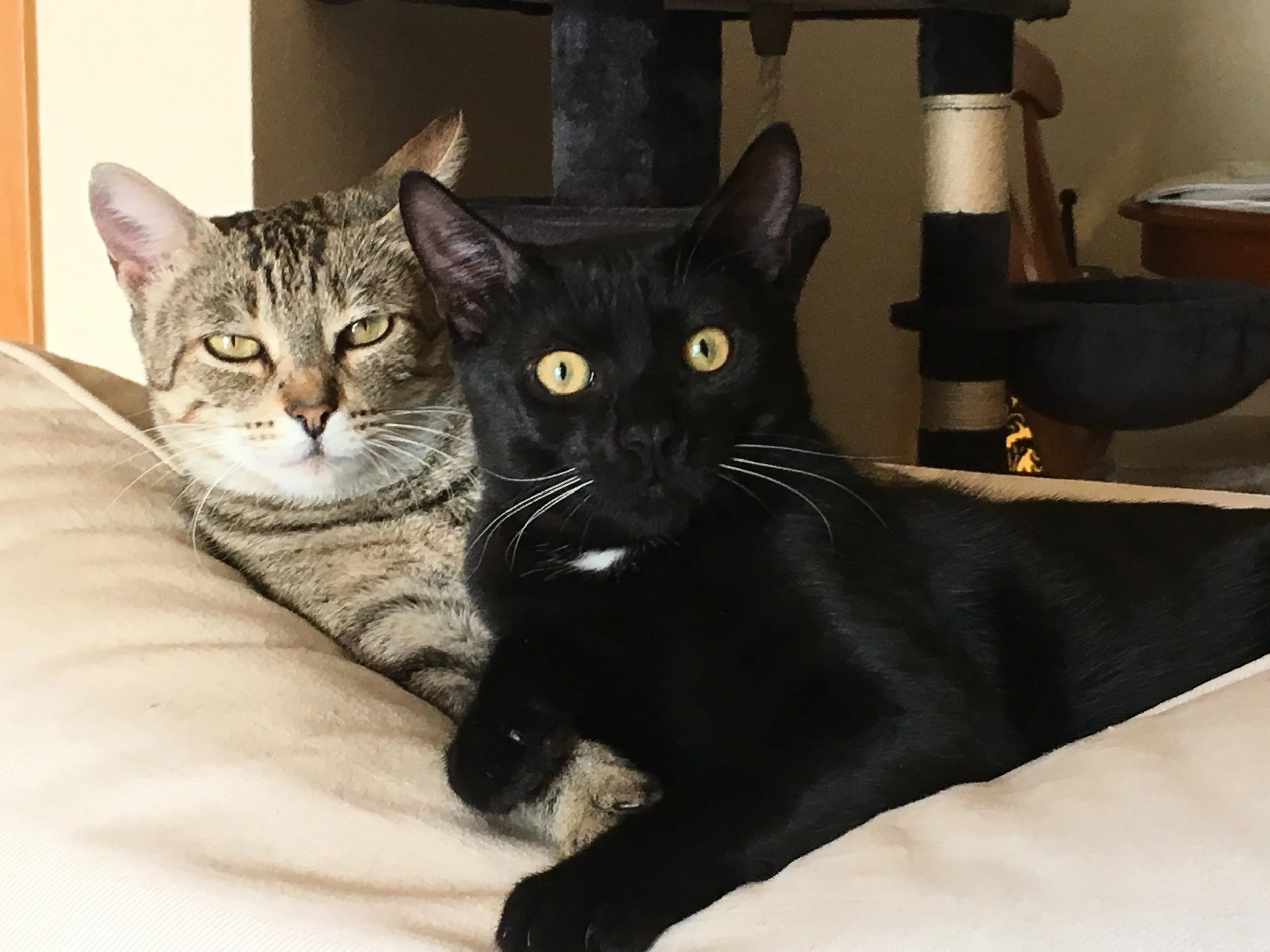 Two cats, one tabby and one black, lying on a beige surface indoors.